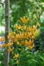 Columbia lily Lilium columbianum with orange flowers with dark spots in forrest